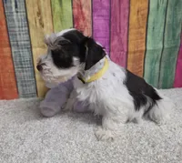 FUJI, a female Miniature Schnauzer for sale in Brooksville, FL – Photo 2 of 2