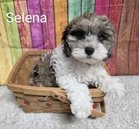 SELENA, a female Cockapoo for sale in Brooksville, FL – 2 of 2