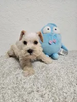 TRENT, a male Miniature Schnauzer for sale in Brooksville, FL – Photo 1 of 2