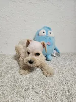 TRENT, a male Miniature Schnauzer for sale in Brooksville, FL – Photo 2 of 2