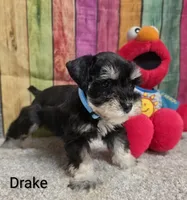 Drake, a male Miniature Schnauzer for sale in Brooksville, FL – 3 of 3