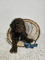 GERALD, a male Newfypoo for sale in Brooksville, FL – Photo 2 of 2