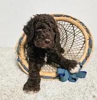 GERALD, a male Newfypoo for sale in Brooksville, FL – Photo 1 of 2