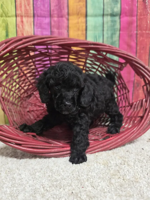 MILLIE – Poodle - Miniature  puppy for sale in Brooksville, FL