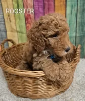 ROOSTER, a male Miniature Goldendoodle for sale in Brooksville, FL – 1 of 1