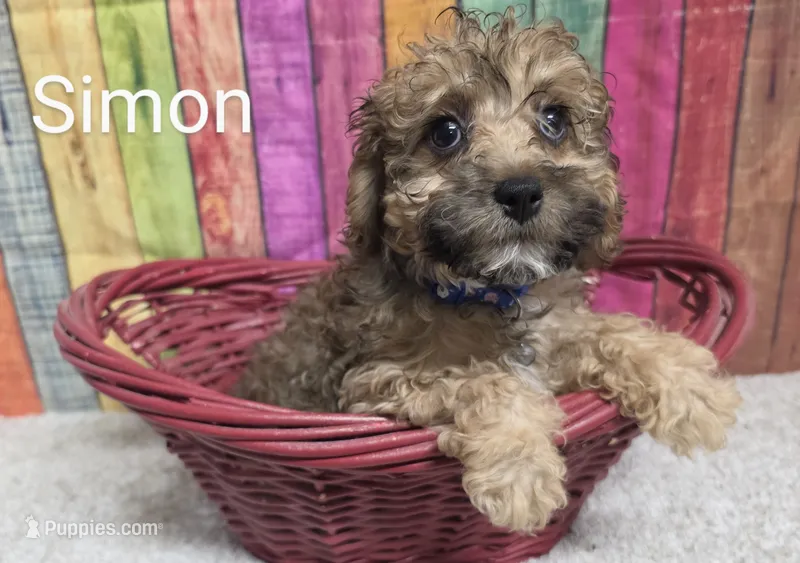 SIMON – Cockapoo puppy for sale in Brooksville, FL