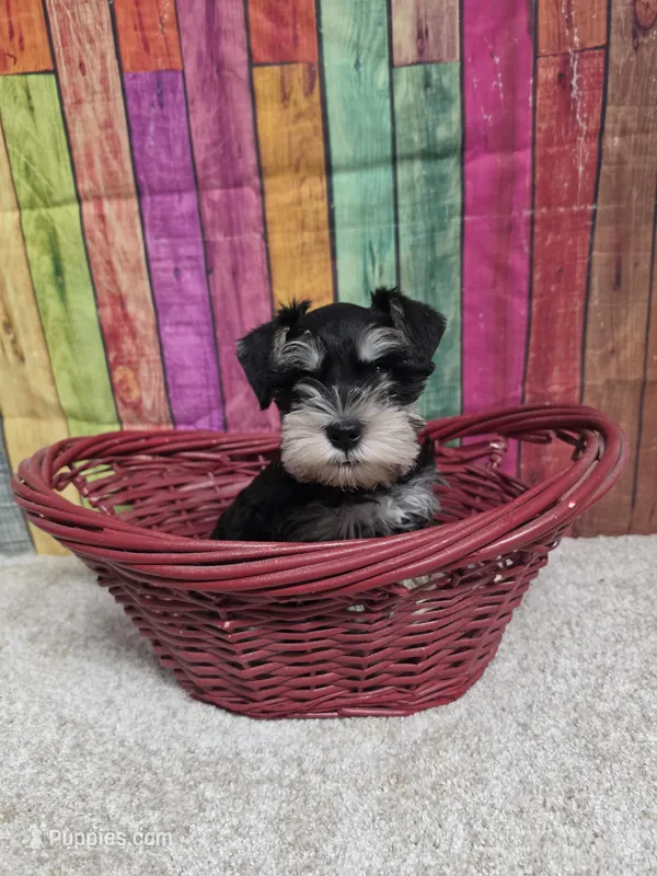 KEITH – Miniature Schnauzer puppy for sale in Brooksville, FL