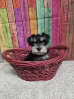 KEITH, a male Miniature Schnauzer for sale in Brooksville, FL – Photo 1 of 2
