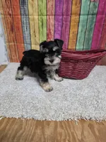 KEITH, a male Miniature Schnauzer for sale in Brooksville, FL – Photo 2 of 2