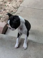 Boy #1, a male Boston Terrier for sale in O Fallon, MO – 9 of 9
