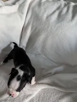 Mr Black #1, a male Boston Terrier for sale in O Fallon, MO – 2 of 10