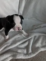 Mr Black #1, a male Boston Terrier for sale in O Fallon, MO – 9 of 10
