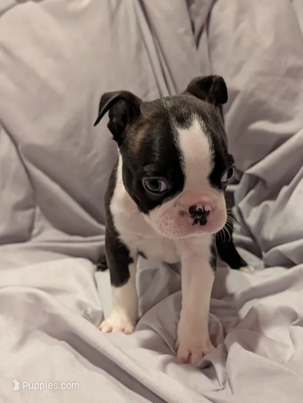 Boy #1 – Boston Terrier puppy for sale in O Fallon, MO