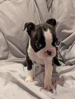 Boy #1, a male Boston Terrier for sale in O Fallon, MO – 1 of 3