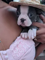 Mr Blue, a male Boston Terrier for sale in O Fallon, MO – 1 of 2