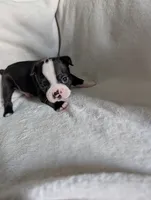 Mr Black #2, a male Boston Terrier for sale in O Fallon, MO – 2 of 2