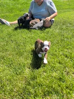 Mr Red, a male Boston Terrier for sale in O Fallon, MO – 2 of 3
