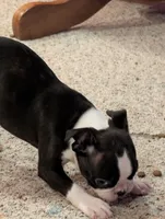 Boy #1, a male Boston Terrier for sale in O Fallon, MO – 6 of 9