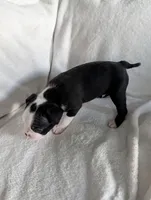Mr Black #1, a male Boston Terrier for sale in O Fallon, MO – 10 of 10