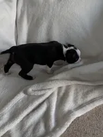 Mr Black #1, a male Boston Terrier for sale in O Fallon, MO – 8 of 10