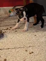 Boy #1, a male Boston Terrier for sale in O Fallon, MO – 5 of 9