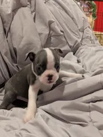 Bluey boy, a male Boston Terrier for sale in O Fallon, MO – 4 of 4
