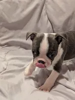 Little Girl, a female Boston Terrier for sale in O Fallon, MO – 2 of 4