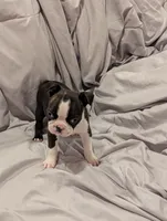 Boy #1, a male Boston Terrier for sale in O Fallon, MO – 3 of 3