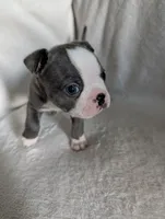 Mr Blue, a male Boston Terrier for sale in O Fallon, MO – 2 of 2