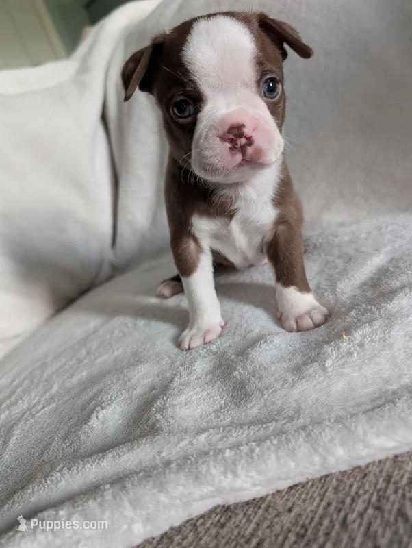 Mrs Red – Boston Terrier puppy for sale in O Fallon, MO