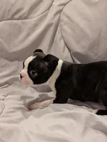 Boy #1, a male Boston Terrier for sale in O Fallon, MO – 2 of 3