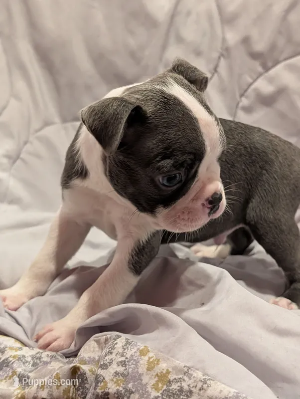 Bluey boy – Boston Terrier puppy for sale in O Fallon, MO
