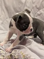 Bluey boy, a male Boston Terrier for sale in O Fallon, MO – 1 of 4