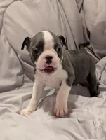Bluey boy, a male Boston Terrier for sale in O Fallon, MO – 2 of 4