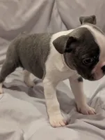 Little Girl, a female Boston Terrier for sale in O Fallon, MO – 3 of 4