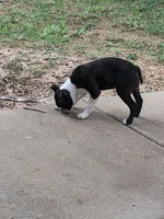 Boy #1, a male Boston Terrier for sale in O Fallon, MO – 8 of 9