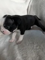 Mr Black #1, a male Boston Terrier for sale in O Fallon, MO – 7 of 10