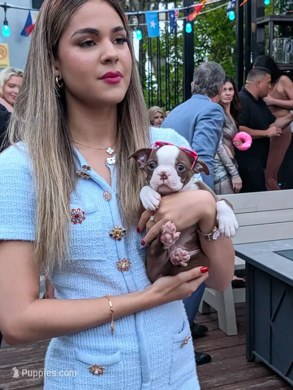 Mr Red – Boston Terrier puppy for sale in O Fallon, MO