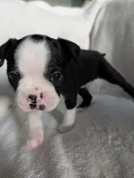 Mr Black #1, a male Boston Terrier for sale in O Fallon, MO – 3 of 10