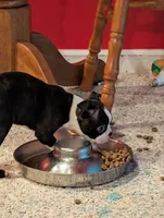 Boy #1, a male Boston Terrier for sale in O Fallon, MO – 4 of 9