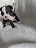Boy, a male Boston Terrier for sale in O Fallon, MO – 4 of 4