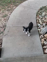 Boy #1, a male Boston Terrier for sale in O Fallon, MO – 7 of 9