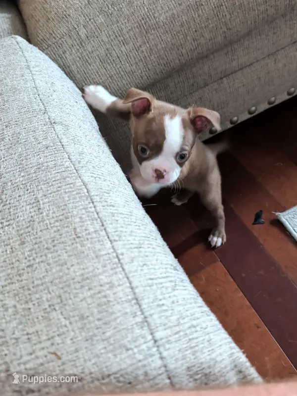 Mrs Red – Boston Terrier puppy for sale in O Fallon, MO