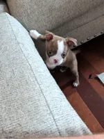Mrs Red, a female Boston Terrier for sale in O Fallon, MO – 2 of 2