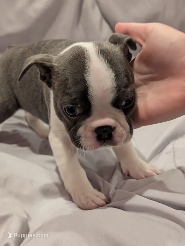 Little Girl – Boston Terrier puppy for sale in O Fallon, MO