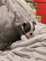 Bluey boy, a male Boston Terrier for sale in O Fallon, MO – 3 of 4