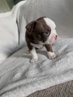 Mr Red, a male Boston Terrier for sale in O Fallon, MO – 3 of 3