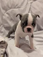 Little Girl, a female Boston Terrier for sale in O Fallon, MO – 4 of 4