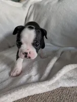 Mr Black #1, a male Boston Terrier for sale in O Fallon, MO – 5 of 10