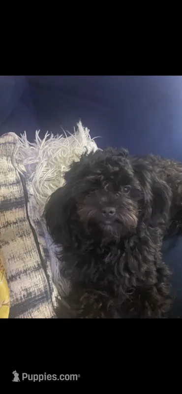 Koda  – Shih Tzu, Poodle - Toy  puppy for sale in Edgewood, MD